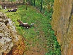 149 BIO PARC DE DOUE LA FONTAINE 6- 2016_000049